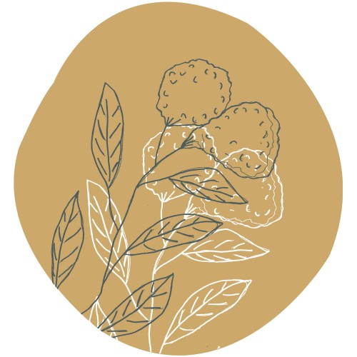 Combava blad bio essentiële olie 5 ml